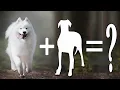 7 Glorious Samoyed Mix Breed Dogs Samoyed Dog Mixes