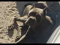 Cane Corso Left For Dead Deep In the Desert