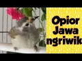 Download Lagu Terapi Opior Jawa ngriwik untuk melatih bunyi @ponirankwokchannel