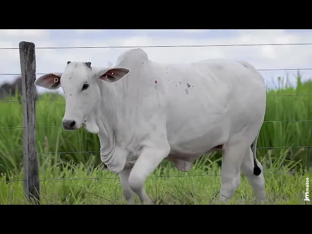 Novilha Nelore MMAR - 4589