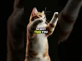 Download Lagu Did you know cats can’t taste sweet things? Sorry, whiskers – no dessert for you.