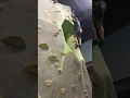 0098 HighPoint Gym Kraig auto belay entry cave