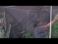 D I Y Crop cage build Protecting tomato plants from horn worms