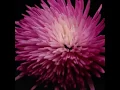 New Update Ein Blumen Feuerwerk