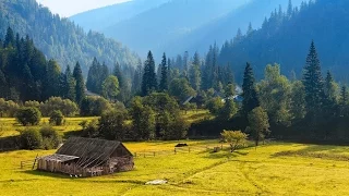 Я їду в Карпати зелені Карпати 