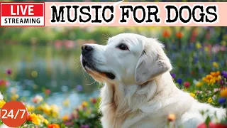 🔴[LIVE] Dog Music🎵Dog Calming Music🐶💖Dog Separation Anxiety Relief💖🦮Soothing Dog Sleep Music🔴16
