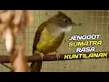 Download Lagu CUCAK JENGGOT SUMATRA GACOR RASA KUNTILANAK