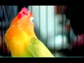 Lagu kicauan pendek lovebird master