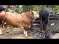 Download Lagu BAWA PULANG SAPI MONSTER 900 kg up 🔥