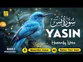Download Lagu Surah Yasin (Yaseen) سورة يس ✦ Beautiful voice heart touching ✦ Majestic Quran For Sleep ✦ Alaa Aqel