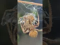 Download Lagu Spider fight Nakatakas at nakabawi pa ba??? ay hindi pala... o yan wag kana iyak ha.. haha