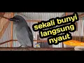 Download Lagu SRI GUNTING ABU PANCINGAN !!