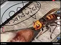 Bug memes