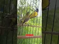 Download Lagu Sogon pikat lagi tarung #sogon #sogongacor #sogokotong #birds #mabeskicau #shorts #short