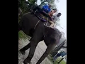 Lagu Elephant Safari Jaldapara#youtubeshorts #