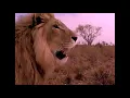 Download Lagu IRON LION ZION - BOB MARLEY AND THE WAILERS (Songs of Freedom 1992)