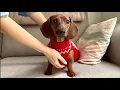 Mini dachshund gets a new homemade sweater for Christmas!
