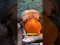 Download Lagu Hippo Facts That Will Shock You 🦛✨#shorts #shortsfeed #animals
