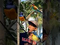 Download Lagu CARA NIRU SUARA BURUNG PAKE DAUN #viral #like #trending #burung #burungkicau #muraibatu