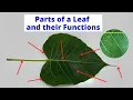 PARTS OF A LEAF Leaf Parts and their Functions Science Lesson