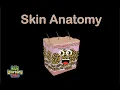 Human Body Skin Anatomy Body Systems