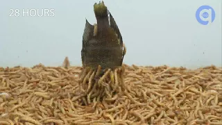 Mealworms vs $70 Aquarium Fish