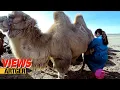 Download Lagu Drinking Camel's Milk - A Way Of Life In The Gobi!