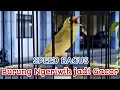 Download Lagu TERAPI AMBARAN KECIAL KUNING CIAK MENGGODA ‼️MASTERAN CIAK CIAK JOSS KECIAL KUNING RIBUT SUARA LOMBA