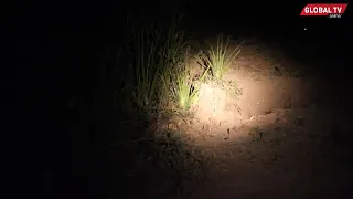 utalii usiku huyu ndiye mnyama abunuasi anaonekana usiku tu serengeti