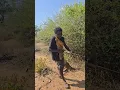 Download Lagu dudukwe decided to hunt baboon alone in the bush #reels #shorts #video #trending #chaabaa #fyp