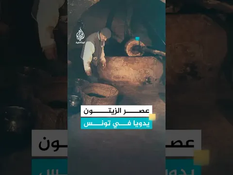 هكذا يُستخرج زيت الزيتون بالطريقة اليدوية
