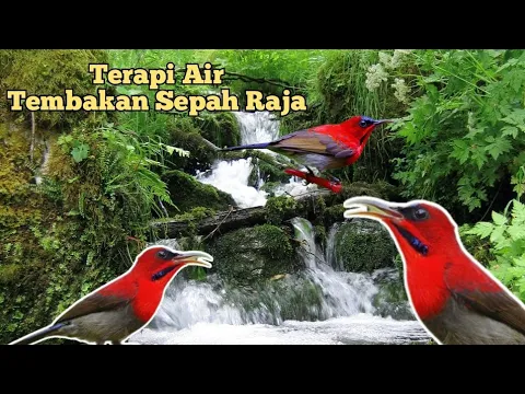 Download MP3 terapi air tembakan Sepah raja