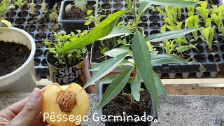 Como Plantar Pêssego. INCRIVEL...