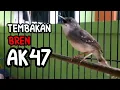 Download Lagu CIBLEK GACOR NGEBREN