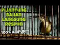 Download Lagu Masteran Pijantung Pisang Gacor, Cocok Untuk Pancingan Pijantung Pisang Agar Bunyi | Kicau Tembak