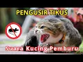 Download Lagu SUARA KUCING PENGUSIR TIKUS , TIKUS LANGSUNG KABUR, TIKUS PERGI TANPA RACUN