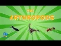 The Arthropods Educational for Kids
