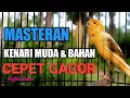Download Lagu MASTERAN KENARI MUDA DAN BAHAN CEPET GACOR kenari ngerol durasi panjang nembak rapat jernih!
