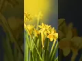 Download Lagu Huben Ennabi beautiful natt in Arabic| with beautiful sounds effects #huben #music #musicstatus