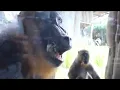 New monkey exhibit at the Jacksonville Zoo