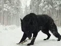 Download Lagu Two Largest Wolves ever caught on tape - Reaction - Dire Wolf? Real or not?