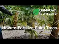 How to Fertilize Palm Trees DoMyOwn com