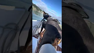 #fyp #dream #doberman #pets #boat