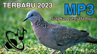 Download SUARA PIKAT TEKUKUR KHUSUS BERBURU,, SIAPKAN SENJATAMU MP3