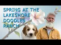 Spring At Lakeshore Doodles Ranch New Mini Goldendoodles