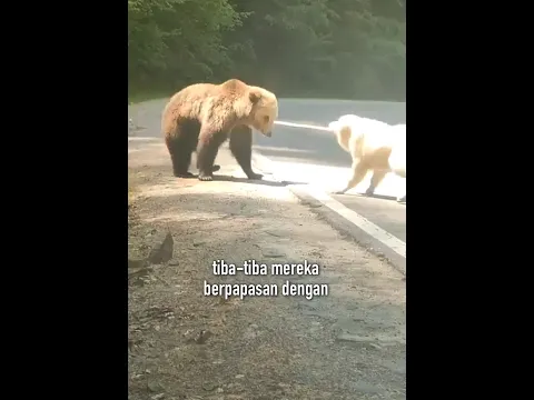 Anjing Ini Melakukan Sesuatu Yang Mengejutkan