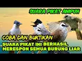 Download Lagu SUARA PIKAT BURUNG AMPUH ||PIKAT UNTUK SEGALA JENIS BURUNG BESAR DAN KECIL