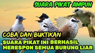 suara pikat burung ampuh pikat untuk segala jenis burung besar dan kecil