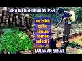 Download Lagu Cara menggunakan Bakteri Fotosintesis (PSB) ke bibit cabe, tomat, mentimun dan seledri