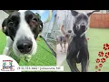 Pawadise - Your Pet s Paradise Pets Pet Services Pet Groomers Jacksonville NC